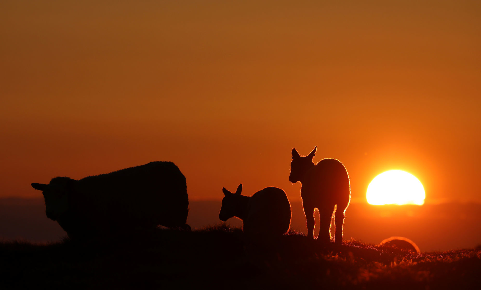 The setting sun illuminates the clouds as sheep graze in a field during the Cloud Appreciation Society's gathering in Lundy